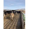 Image 3 : ID Dairies/Ranches - 99 Cows