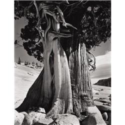EDWARD WESTON-Juniper at Lake Tenayu