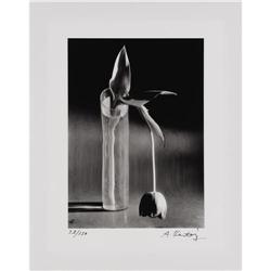 ANDRÉ KERTÉSZ - Melanchonic Tulip