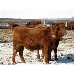 Majestic Ranches Ltd. - 825#  Steers - 210 Head (Buffalo, AB)