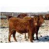 Image 1 : Majestic Ranches Ltd. - 825#  Steers - 210 Head (Buffalo, AB)