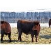 Image 2 : Majestic Ranches Ltd. - 825#  Steers - 210 Head (Buffalo, AB)