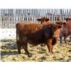 Image 3 : Majestic Ranches Ltd. - 825#  Steers - 210 Head (Buffalo, AB)