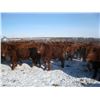 Image 5 : Majestic Ranches Ltd. - 825#  Steers - 210 Head (Buffalo, AB)