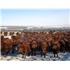 Image 6 : Majestic Ranches Ltd. - 825#  Steers - 210 Head (Buffalo, AB)