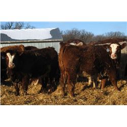 Mark Ferguson - 825# Heifers - 35 Head (Gladstone, MB)