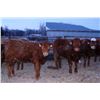 Image 5 : Mark Ferguson - 825# Heifers - 35 Head (Gladstone, MB)