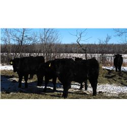 Old Shore Cattle Co. - 610# Steers - 28 Head (Langruth, MB)