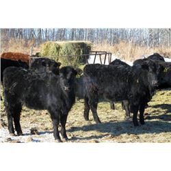Old Shore Cattle Co. - 570# Heifers - 27 Head (Langruth, MB)