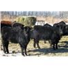 Image 1 : Old Shore Cattle Co. - 570# Heifers - 27 Head (Langruth, MB)