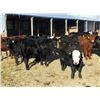 Image 2 : Old Shore Cattle Co. - 570# Heifers - 27 Head (Langruth, MB)
