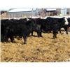 Image 4 : Old Shore Cattle Co. - 570# Heifers - 27 Head (Langruth, MB)