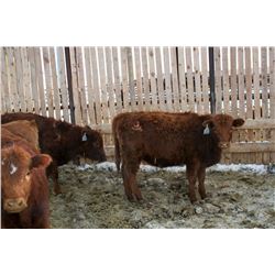 Richard Ment - 600# Heifers - 100 Head (Coaldale, AB)