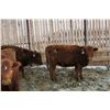 Image 1 : Richard Ment - 600# Heifers - 100 Head (Coaldale, AB)