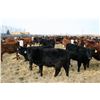 Image 2 : Richard Ment - 600# Heifers - 100 Head (Coaldale, AB)