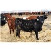 Image 3 : Richard Ment - 600# Heifers - 100 Head (Coaldale, AB)