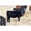 Image 6 : Richard Ment - 600# Heifers - 100 Head (Coaldale, AB)