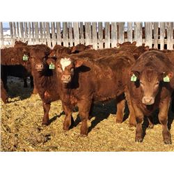 Hillcrest Farming Co. - 830# Steers - 310 Head (Dundurn, SK)