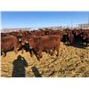 Image 6 : Hillcrest Farming Co. - 830# Steers - 310 Head (Dundurn, SK)