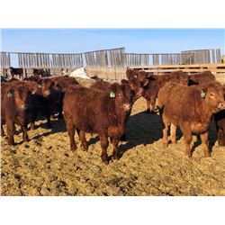 Hillcrest Farming Co. - 710# Steers - 162 Head (Dundurn, SK)