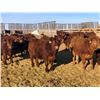 Image 1 : Hillcrest Farming Co. - 710# Steers - 162 Head (Dundurn, SK)