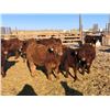 Image 2 : Hillcrest Farming Co. - 710# Steers - 162 Head (Dundurn, SK)