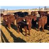 Image 3 : Hillcrest Farming Co. - 710# Steers - 162 Head (Dundurn, SK)