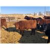 Image 5 : Hillcrest Farming Co. - 710# Steers - 162 Head (Dundurn, SK)