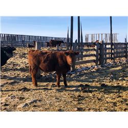 Hillcrest Farming Co. - 925# Steers - 60 Head (Dundurn, SK)