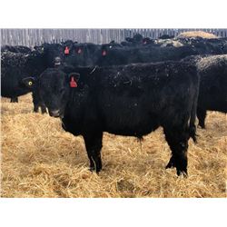 Brent & Karin Griffin - 640# Steers - 90 Head (Elbow, SK)
