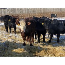 Lazy B Farm & Ranch - 875# Steers - 70 Head (Linden, AB)