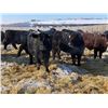 Image 2 : Lazy B Farm & Ranch - 750# Steers - 80 Head (Linden, AB)