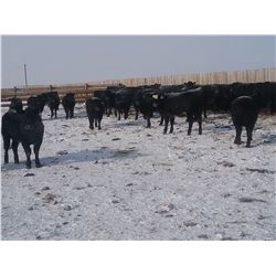 9 Bar Ranch Co. - 800# Heifers - 143 Head (Scandia, AB)