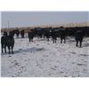 Image 1 : 9 Bar Ranch Co. - 800# Heifers - 143 Head (Scandia, AB)