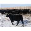 Image 2 : 9 Bar Ranch Co. - 800# Heifers - 143 Head (Scandia, AB)