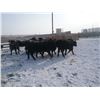 Image 3 : 9 Bar Ranch Co. - 800# Heifers - 143 Head (Scandia, AB)