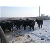 Image 4 : 9 Bar Ranch Co. - 800# Heifers - 143 Head (Scandia, AB)