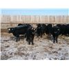 Image 5 : 9 Bar Ranch Co. - 800# Heifers - 143 Head (Scandia, AB)