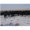 Image 6 : 9 Bar Ranch Co. - 800# Heifers - 143 Head (Scandia, AB)