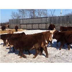 7C Ranch  - 740# Steers - 82 Head (Marwayne, AB)