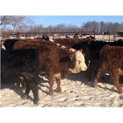 7C Ranch - 700# Heifers - 85 Head (Marwayne, AB)