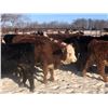 Image 1 : 7C Ranch - 700# Heifers - 85 Head (Marwayne, AB)