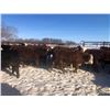 Image 2 : 7C Ranch - 700# Heifers - 85 Head (Marwayne, AB)