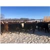 Image 5 : 7C Ranch - 700# Heifers - 85 Head (Marwayne, AB)