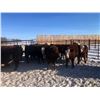 Image 6 : 7C Ranch - 700# Heifers - 85 Head (Marwayne, AB)