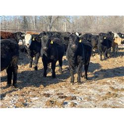 Calvin Reykdal - 780# Steers - 155 Head (Vogar, MB)