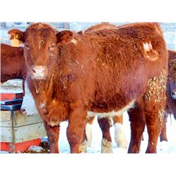 Island Vet Clinic - 835# Steers - 75 Head (Taber, AB)