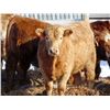 Image 4 : Island Vet Clinic - 835# Steers - 75 Head (Taber, AB)