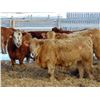 Image 6 : Island Vet Clinic - 835# Steers - 75 Head (Taber, AB)