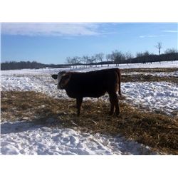Leon Hougham - 700# Steers - 85 Head (Hillmond, SK)